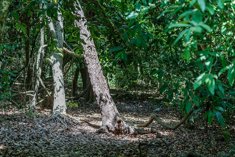 Kaya Kinondo Sacred Forest in Kenya