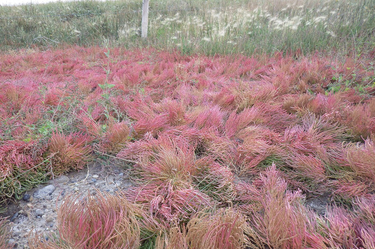 Salicornia