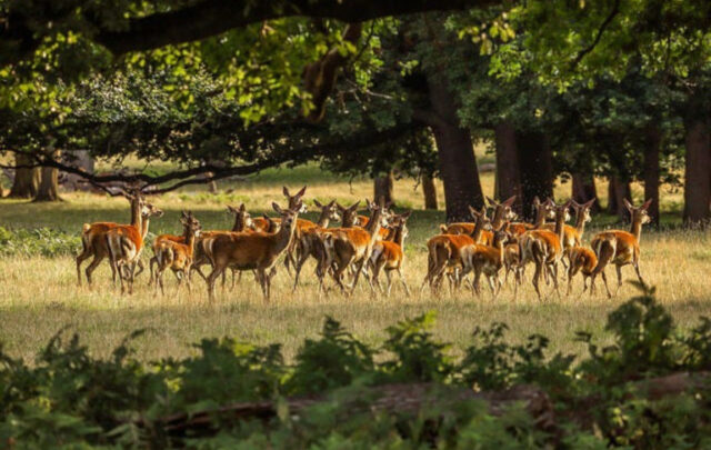 whitetail deer