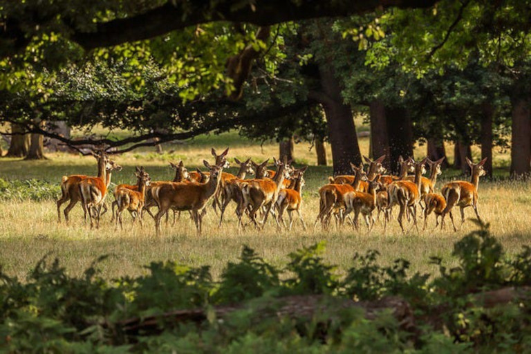 whitetail deer