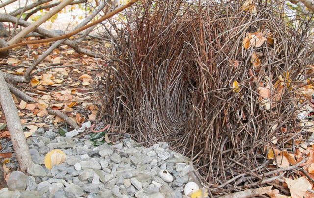 bowerbird nest