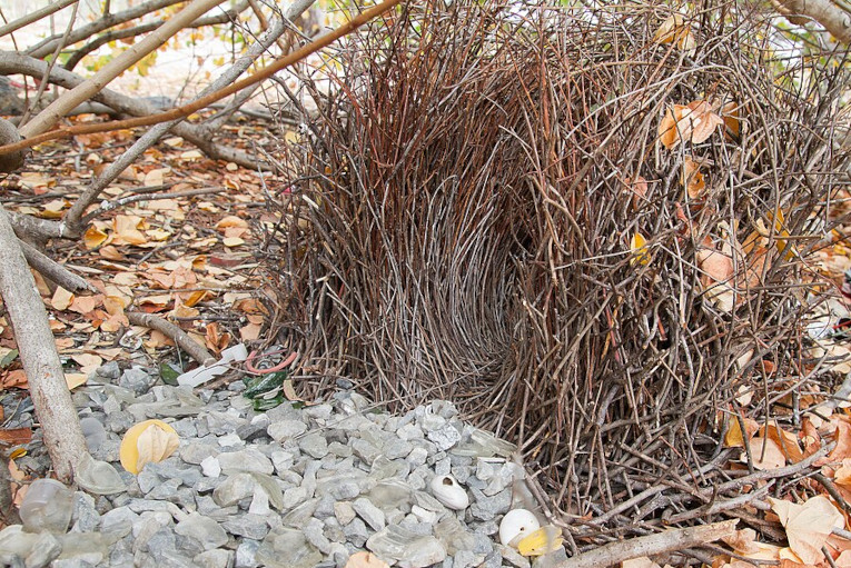 bowerbird nest