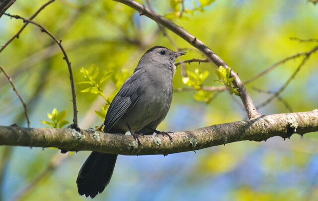 Gray catbird