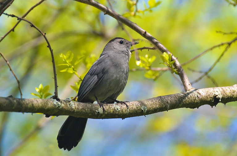 Gray catbird