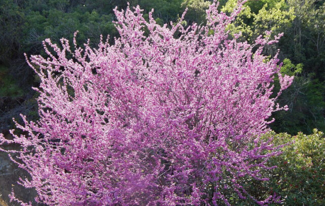 Western redbud