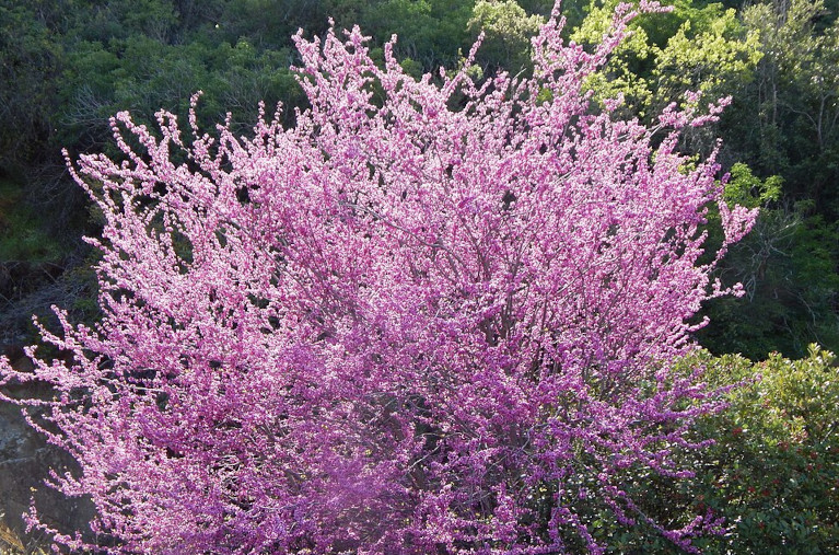 Western redbud