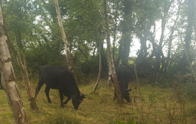 Kerry cattle