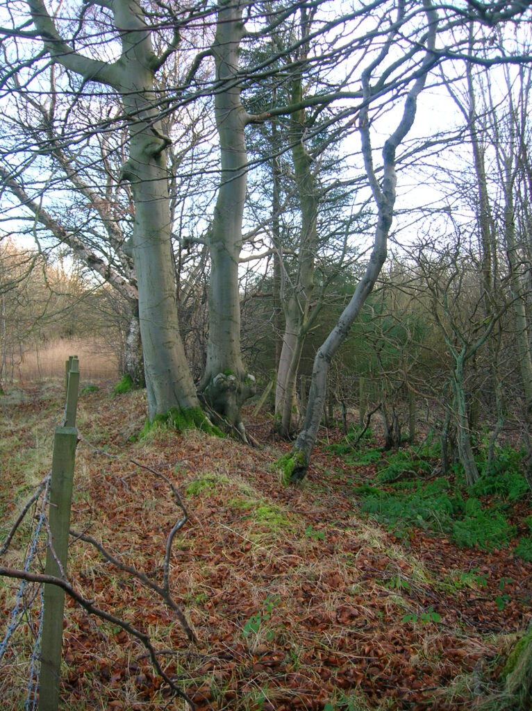 boundary hedge