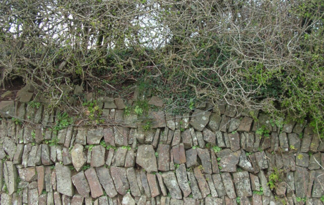 Stone-faced hedge