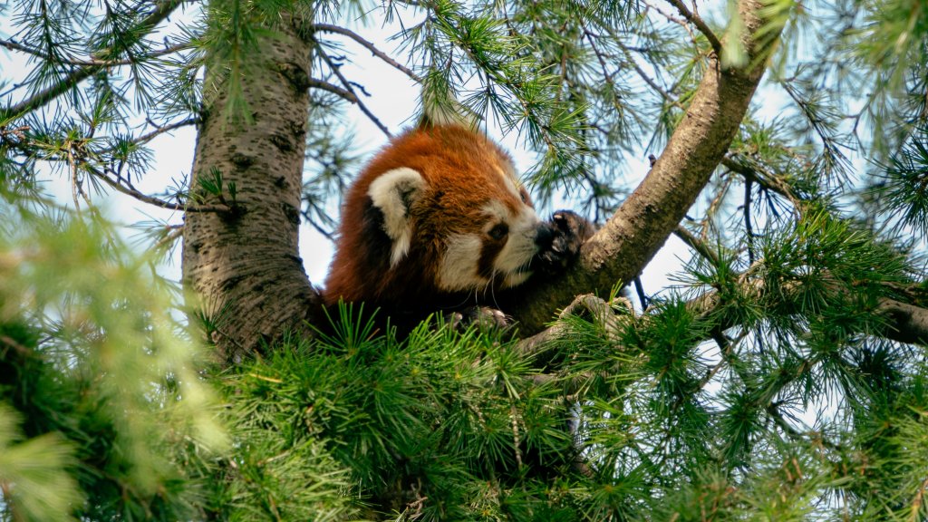 Red panda