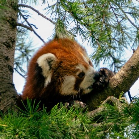 Red panda