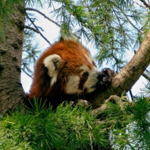 Red panda