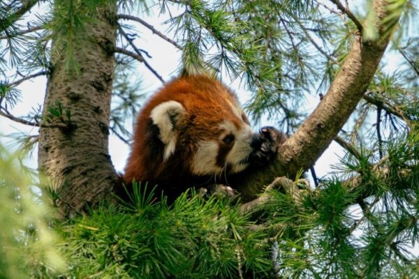 Red panda