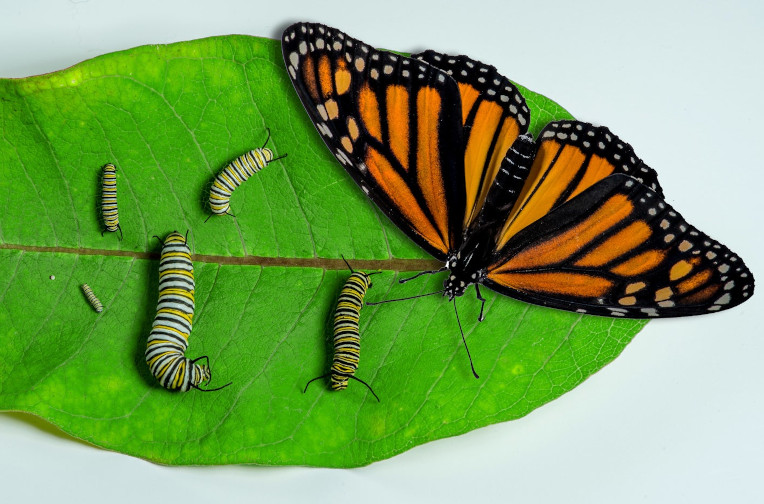 monarch butterfly caterpillars and adult butterfly