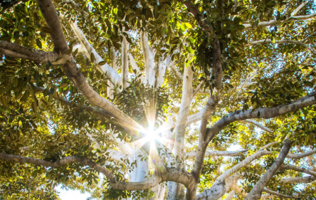 Sun through tree branches