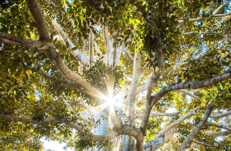 Sun through tree branches