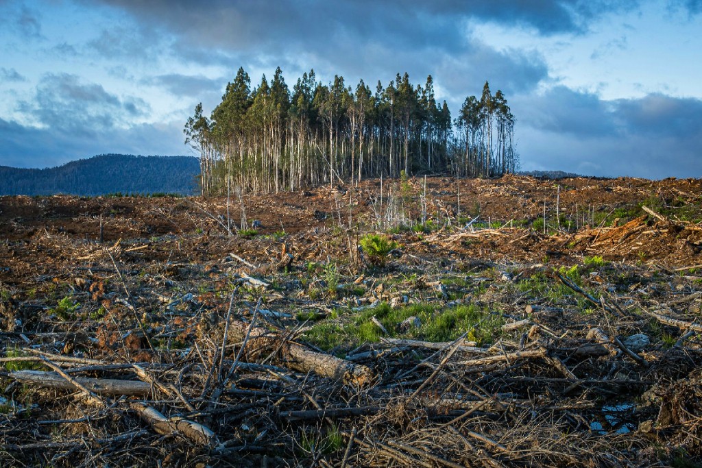 Clearcut