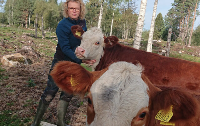 Cows with ear tags