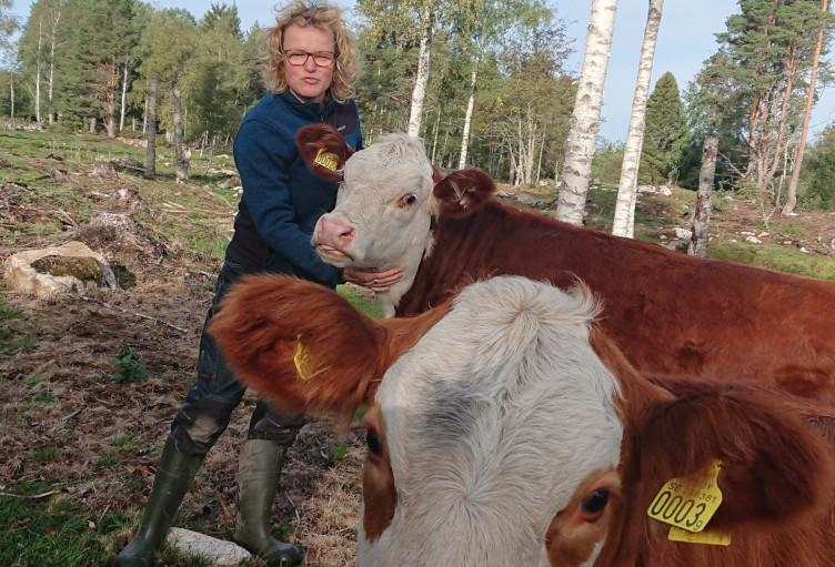 Cows with ear tags