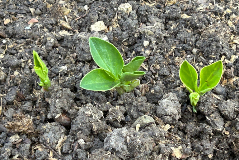 fava bean seedlings