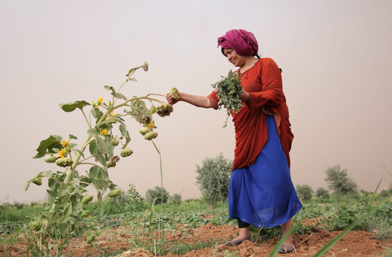 Jinwar, Rojava