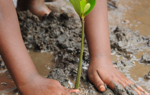 Mangrove restoration