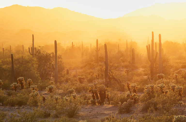 Saguaros