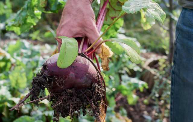 beetroot