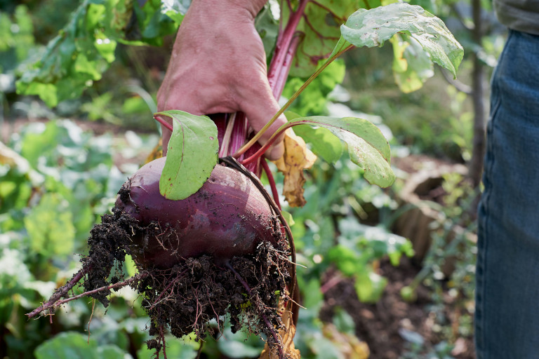 beetroot